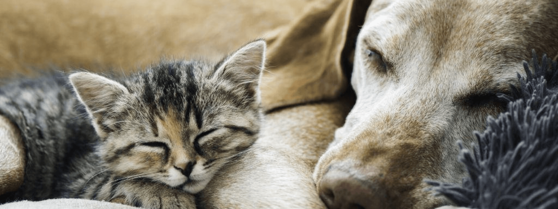 How to Know Whether Your Pet Is Nearing the End of Life