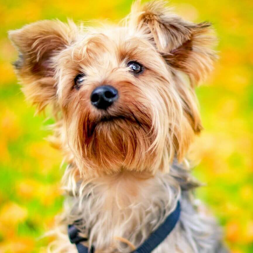 Yorkshire Terrier